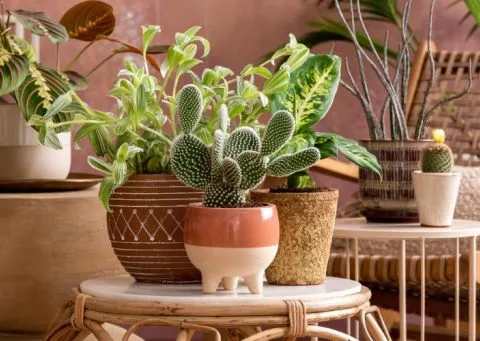 Décoration extérieur / jardin